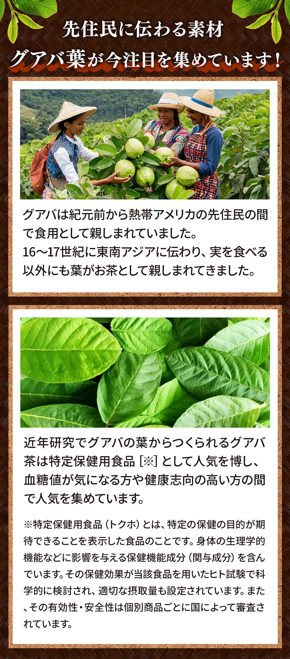 先住民に伝わる素材グアバ葉が今注目を集めています!